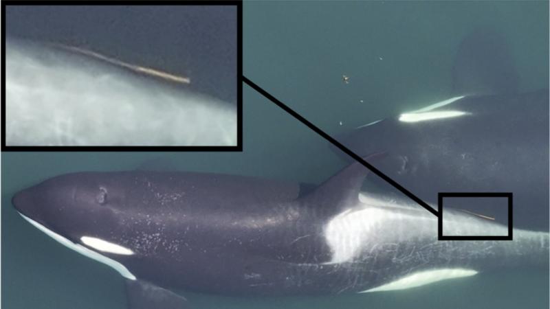 A kardszárnyú delfinek egy különleges rituálé keretében tengeri moszatokkal kényeztetik egymást, miközben a tenger mélyén úszva élvezik a természet adta tisztaságot és harmóniát.