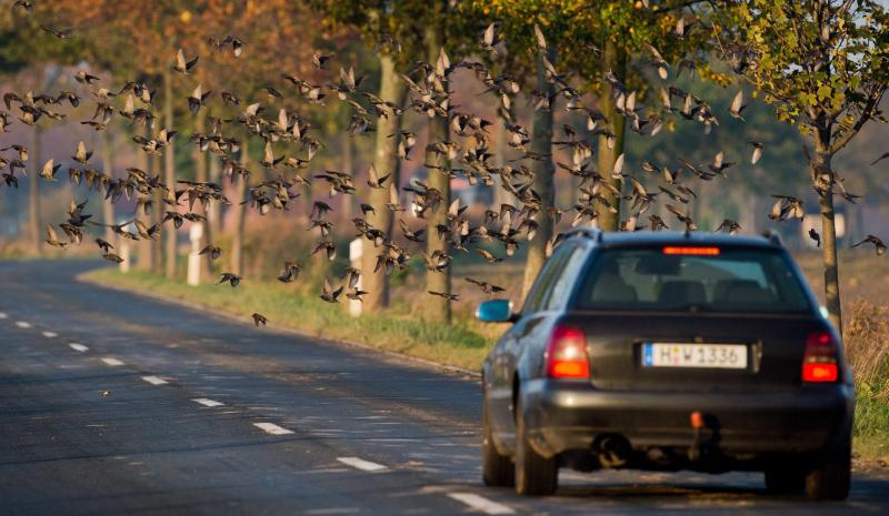 Áthajtott egy útszéli emberen, nem tett megállást - ezért börtönbüntetésre ítélték.