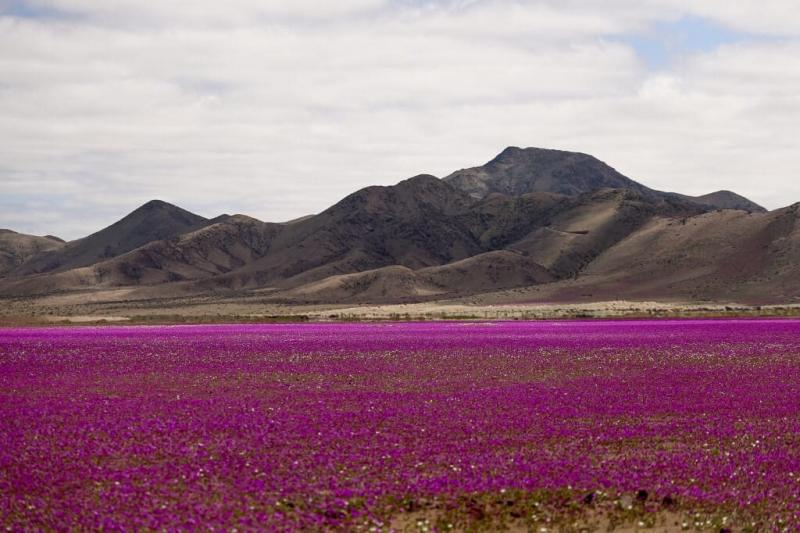 Videó: Újra élettel telítődött a világ legszárazabb sivataga, az Atacama!