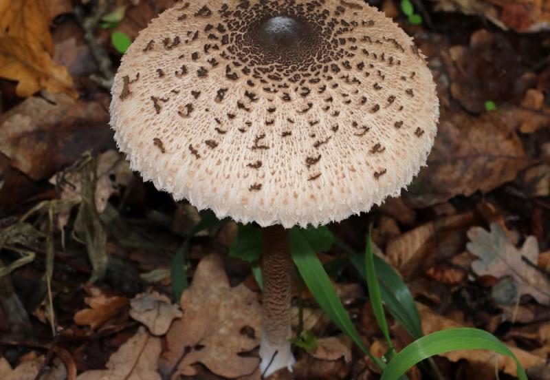 Egy különleges találatra bukkant egy nő, amikor egy hatalmas őzlábgombára akadt, amely mérete meghaladja az 1,5 literes PET-palackét! (FOTÓ)