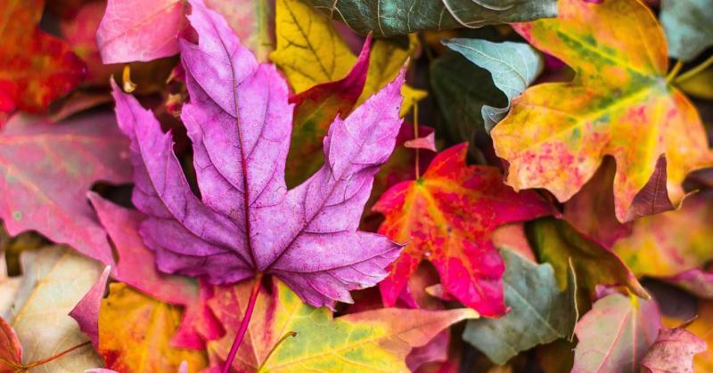 Kedves kertészek! Ne feledjétek, hogy a tavasz beköszöntével a fertőzött levelek komoly veszélyt rejtenek!