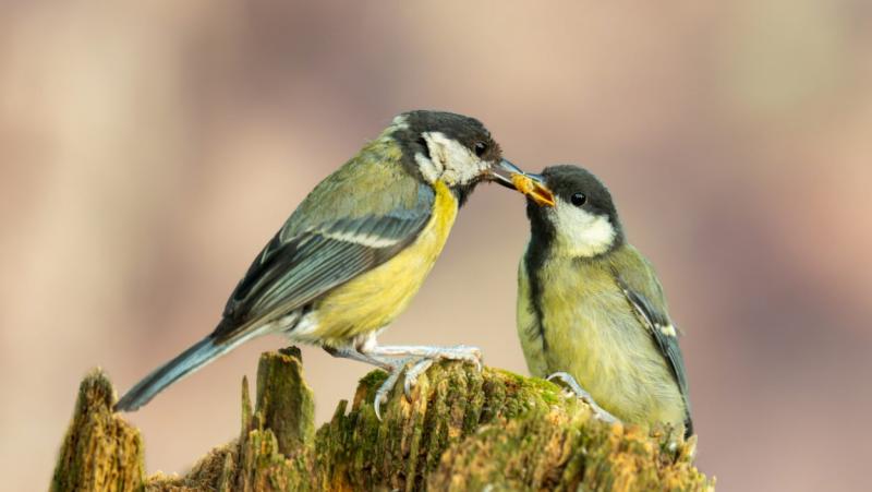 A széncinegék nemcsak saját tapasztalataik alapján fejlődnek, hanem testvéreiktől is sokat tanulnak. Ezek a kis madarak figyelmes megfigyelők, akik a családi kötelékeken belül átadják egymásnak a túléléshez és táplálékkereséshez szükséges tudást. A közös