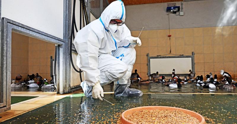 Riasztó ütemben terjed a félelmetes fertőzés, amely már több mint félmillió állat életébe került Németországban.