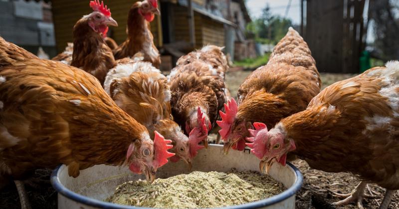 Tippek közvetlen forrásból: Íme, mit érdemes tenni a baromfiállománnyal, ha közeleg a járvány!